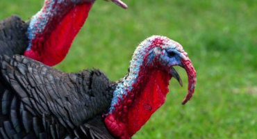 Jak léčit sinusitidu u krůt - důležité pokyny